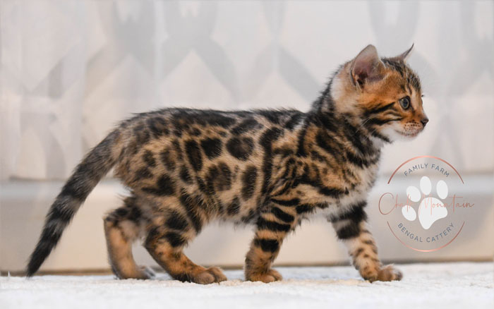 Bengal kitten for sale